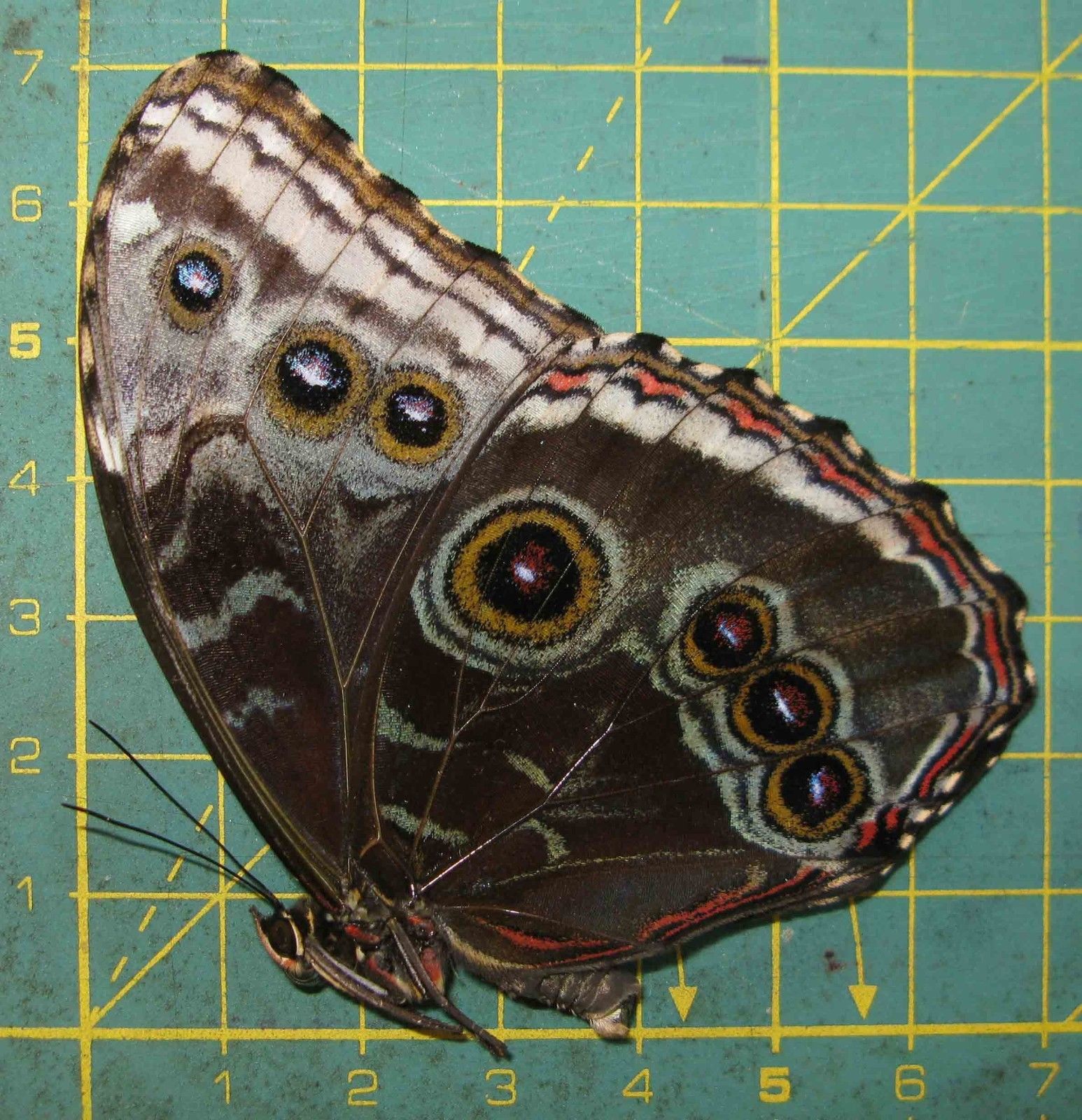 Morpho helenor male (ex ssp pupa aberration cod 461a) Internet Image property of respective owner, non-commercial use only